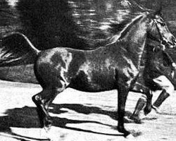 stallion Rizvan 1919 EAO (Arabian thoroughbred, 1919, from Ibn Yashmak 1902 EAO)