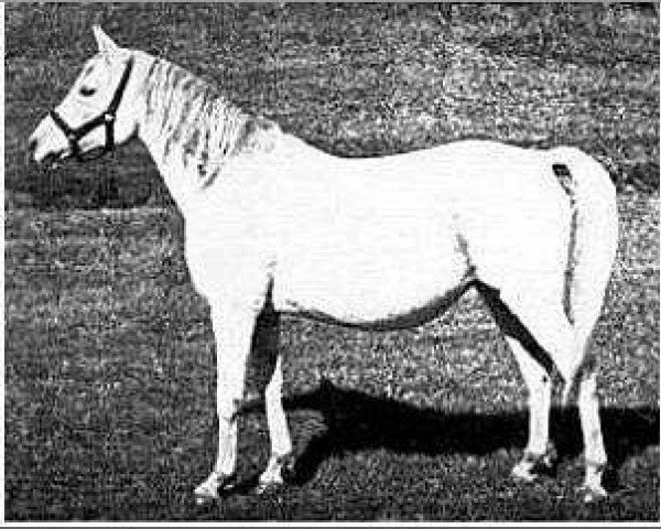 broodmare Gulnare 1914 ox (Arabian thoroughbred, 1914, from Rodan 1906 ox)