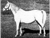 broodmare Gulnare 1914 ox (Arabian thoroughbred, 1914, from Rodan 1906 ox)