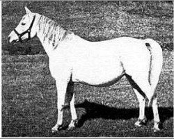 broodmare Gulnare 1914 ox (Arabian thoroughbred, 1914, from Rodan 1906 ox)