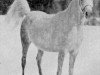 broodmare Gharifet 1927 EAO (Arabian thoroughbred, 1927, from Rizvan 1919 EAO)