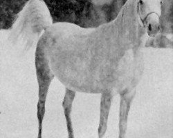 broodmare Gharifet 1927 EAO (Arabian thoroughbred, 1927, from Rizvan 1919 EAO)