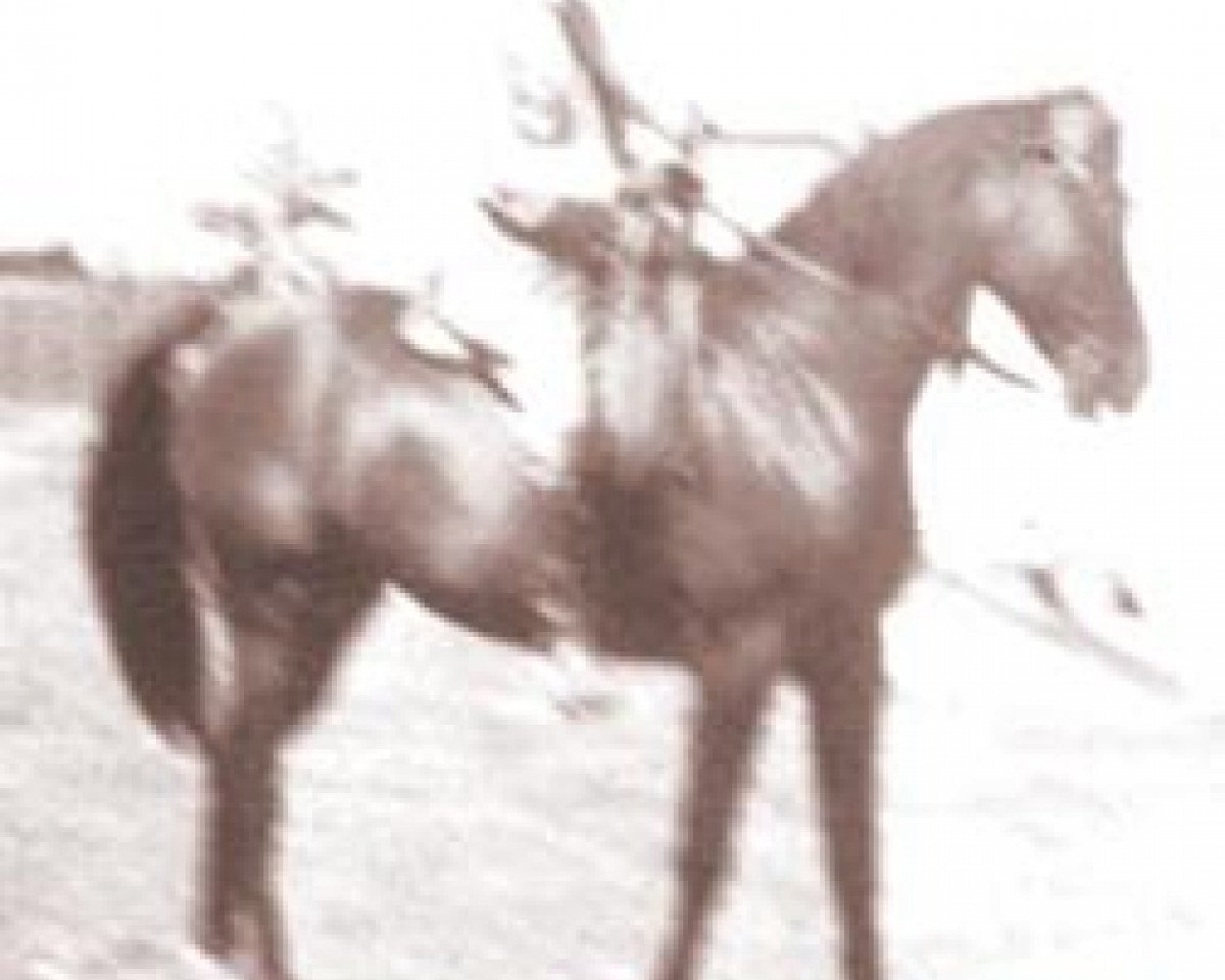stallion Farawi 1936 ox (Arabian purebred, 1936, from Farana 1929 EAO)