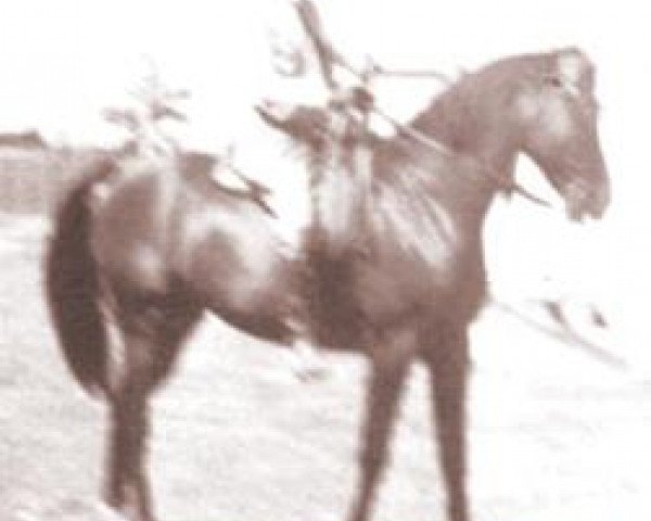 Deckhengst Farawi 1936 ox (Vollblutaraber, 1936, von Farana 1929 EAO)