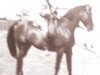 stallion Farawi 1936 ox (Arabian thoroughbred, 1936, from Farana 1929 EAO)
