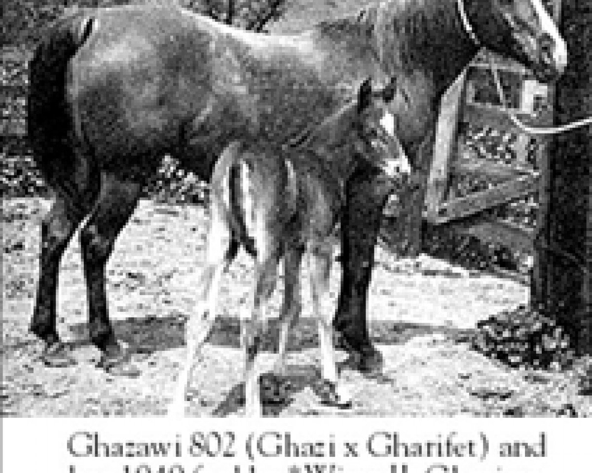 broodmare Ghazawi 1931 ox (Arabian purebred, 1931, from Ghazi 1925 ox)