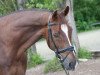 dressage horse Fürst Romadour (Oldenburg, 2002, from Fürst Heinrich)