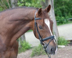 dressage horse Fürst Romadour (Oldenburg, 2002, from Fürst Heinrich)