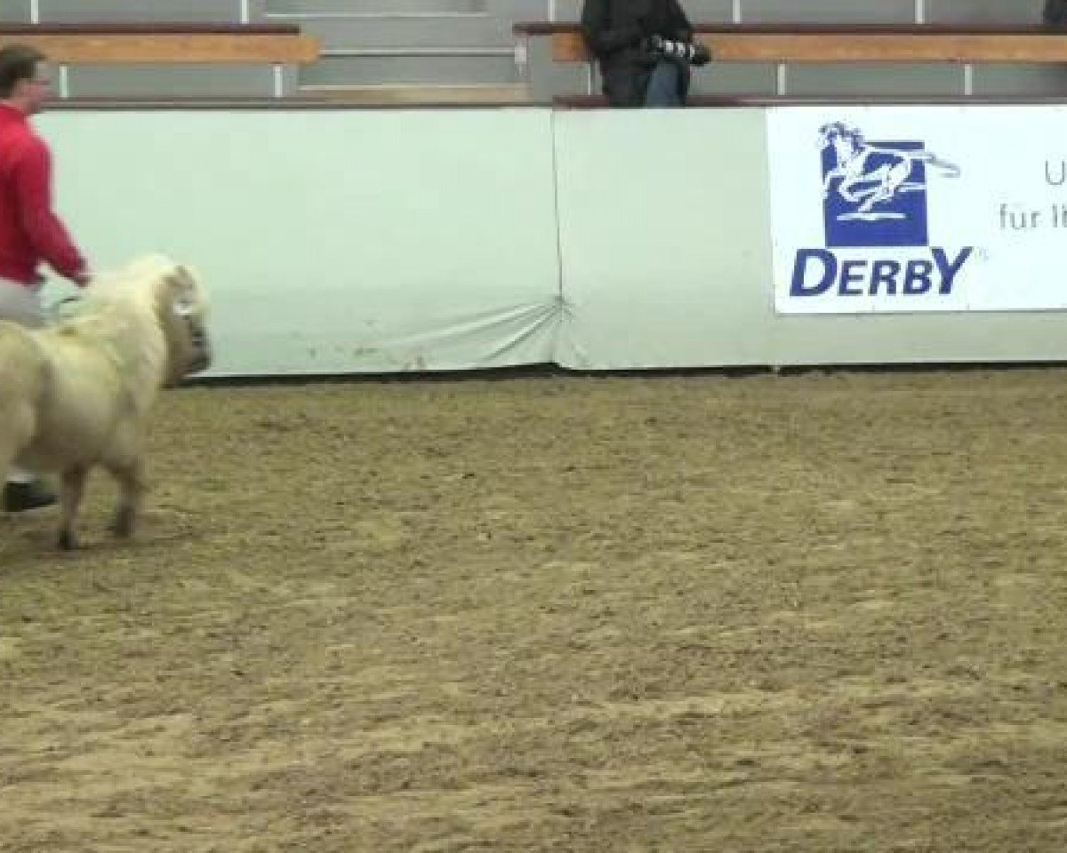 Pferd Fuerstentanz (Dt.Part-bred Shetland Pony, 2007, von Bayerns Fürst)