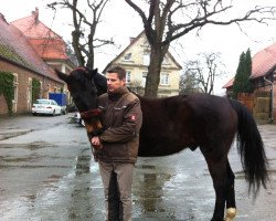 horse Liberty Lancer (Hanoverian, 1990, from Lanthan)