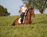 dressage horse Cake by The Ocean (Württemberger, 2012, from Califax)