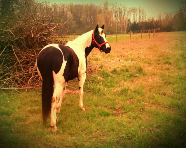 broodmare Mona Blue Fair Bars (Paint Horse, 2008, from Outfitters Blue 1)