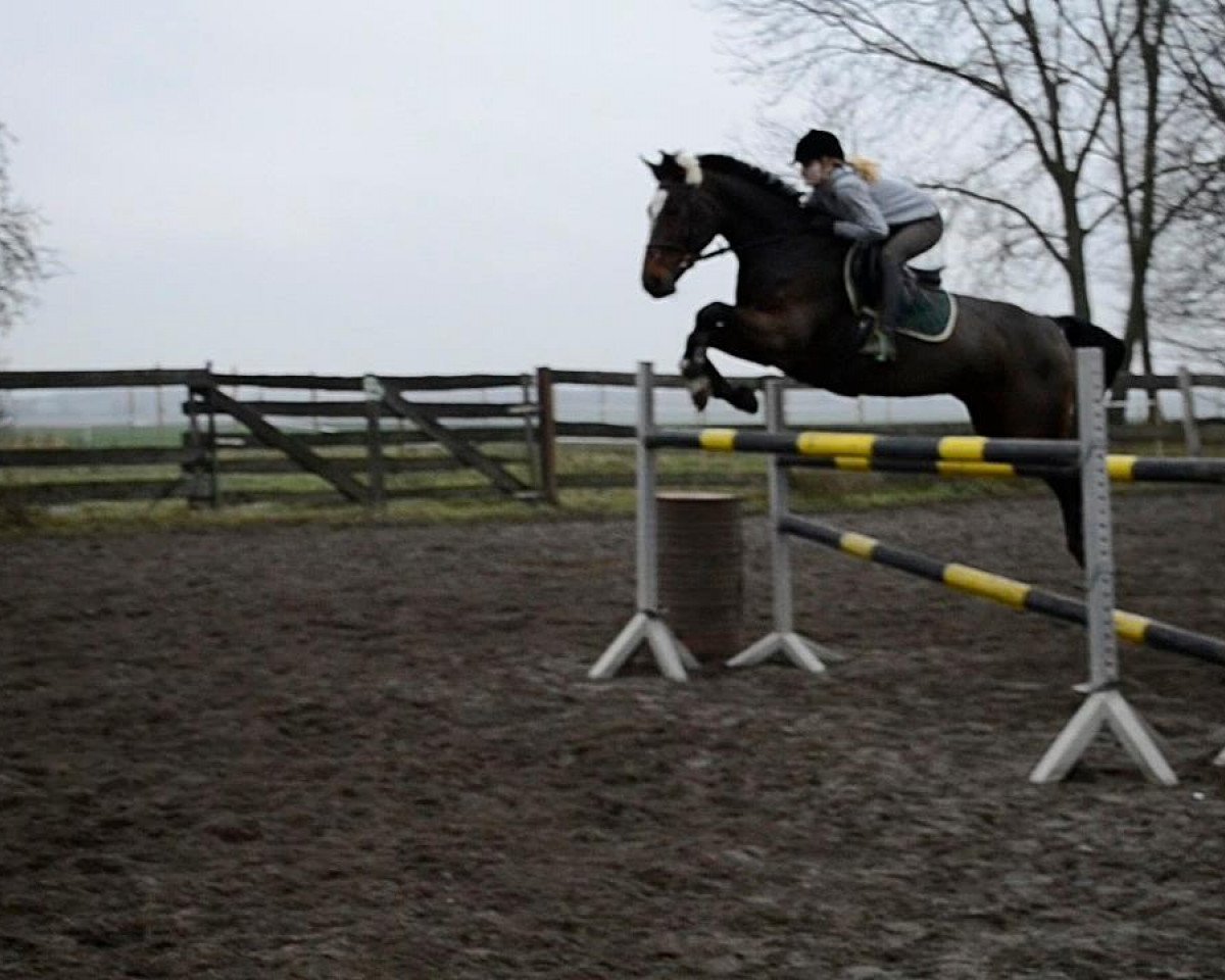 broodmare Raphaela (Hanoverian, 1994, from Raphael)