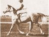 stallion Flisak 1924 ox (Arabian thoroughbred, 1924, from Bakszysz 1901 ox)