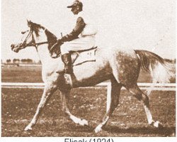 stallion Flisak 1924 ox (Arabian thoroughbred, 1924, from Bakszysz 1901 ox)