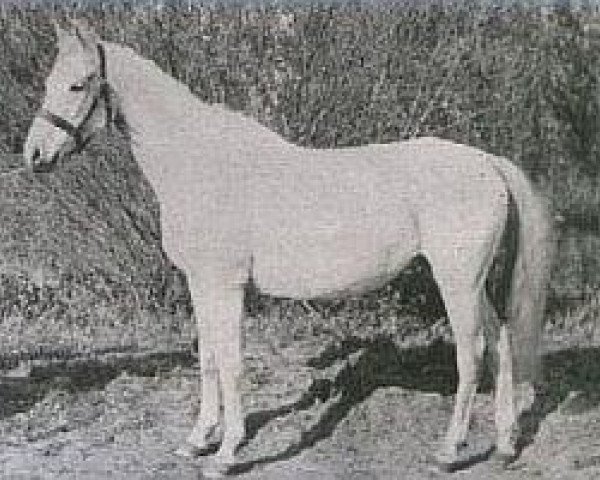 broodmare Elstera 1913 ox (Arabian thoroughbred, 1913, from Ibrahim 1899 ox)