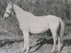 broodmare Elstera 1913 ox (Arabian thoroughbred, 1913, from Ibrahim 1899 ox)