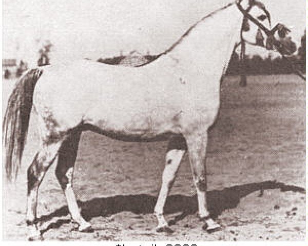 Deckhengst Lotnik 1938 ox (Vollblutaraber, 1938, von Opal 1933 ox)