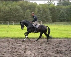 jumper Calimero (Hanoverian, 2008, from Calido I)