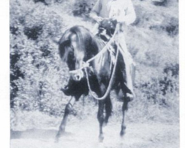 stallion Baraki 1933 ox (Arabian thoroughbred, 1933, from Oriental ox)