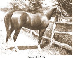 stallion Awad 1950 ox (Arabian thoroughbred, 1950, from Abu Farwa 1940 ox)