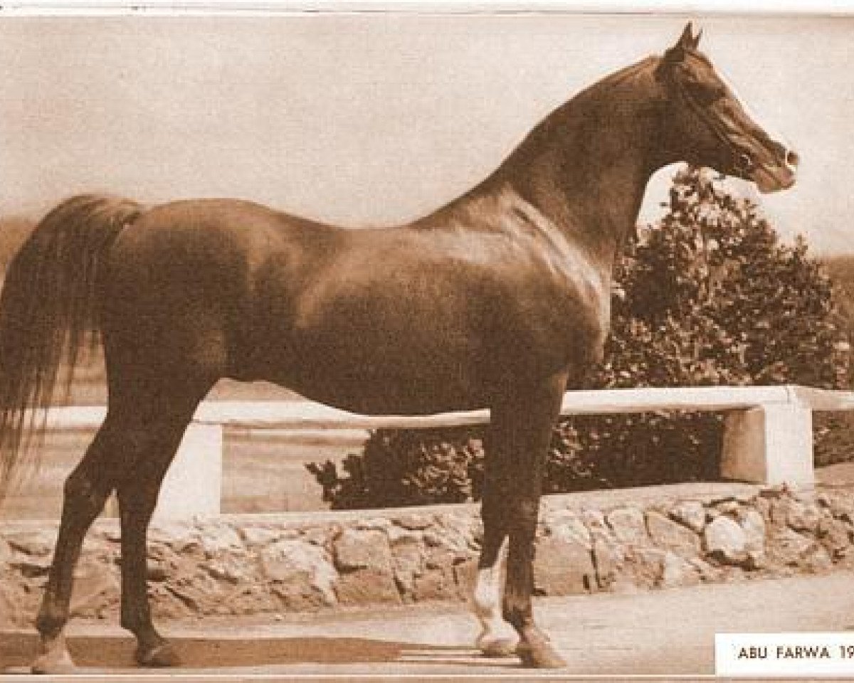 stallion Abu Farwa 1940 ox (Arabian purebred, 1940, from Rabiyas EAO)