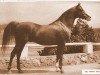 stallion Abu Farwa 1940 ox (Arabian thoroughbred, 1940, from Rabiyas EAO)
