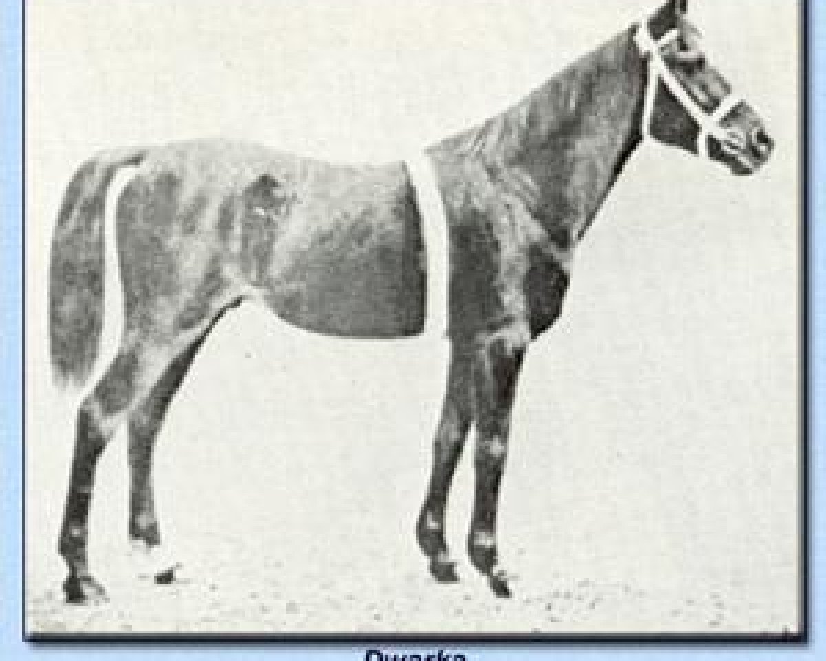 stallion Dwarka 1892 DB (Arabian purebred, 1892, from Desert arabian)