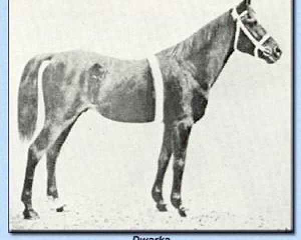 Deckhengst Dwarka 1892 DB (Vollblutaraber, 1892, von Desert arabian)