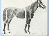 stallion Dwarka 1892 DB (Arabian thoroughbred, 1892, from Desert arabian)