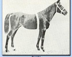 stallion Dwarka 1892 DB (Arabian thoroughbred, 1892, from Desert arabian)