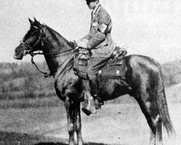 stallion El Sabok 1916 ox (Arabian thoroughbred, 1916, from El Jafil ox)