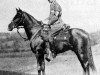 stallion El Sabok 1916 ox (Arabian thoroughbred, 1916, from El Jafil ox)