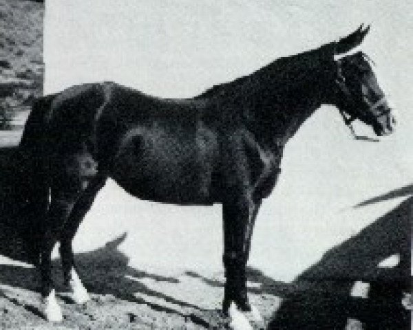 broodmare Ana 1920 ox (Arabian thoroughbred, 1920, from Dwarka 1892 DB)