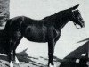 Zuchtstute Ana 1920 ox (Vollblutaraber, 1920, von Dwarka 1892 DB)