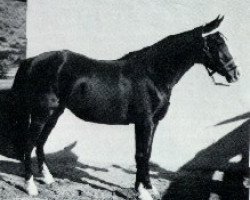 Zuchtstute Ana 1920 ox (Vollblutaraber, 1920, von Dwarka 1892 DB)