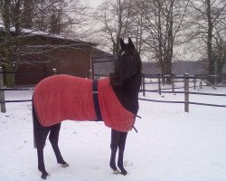 broodmare Weissena Gold (Oldenburg, 2010, from Gribaldi)