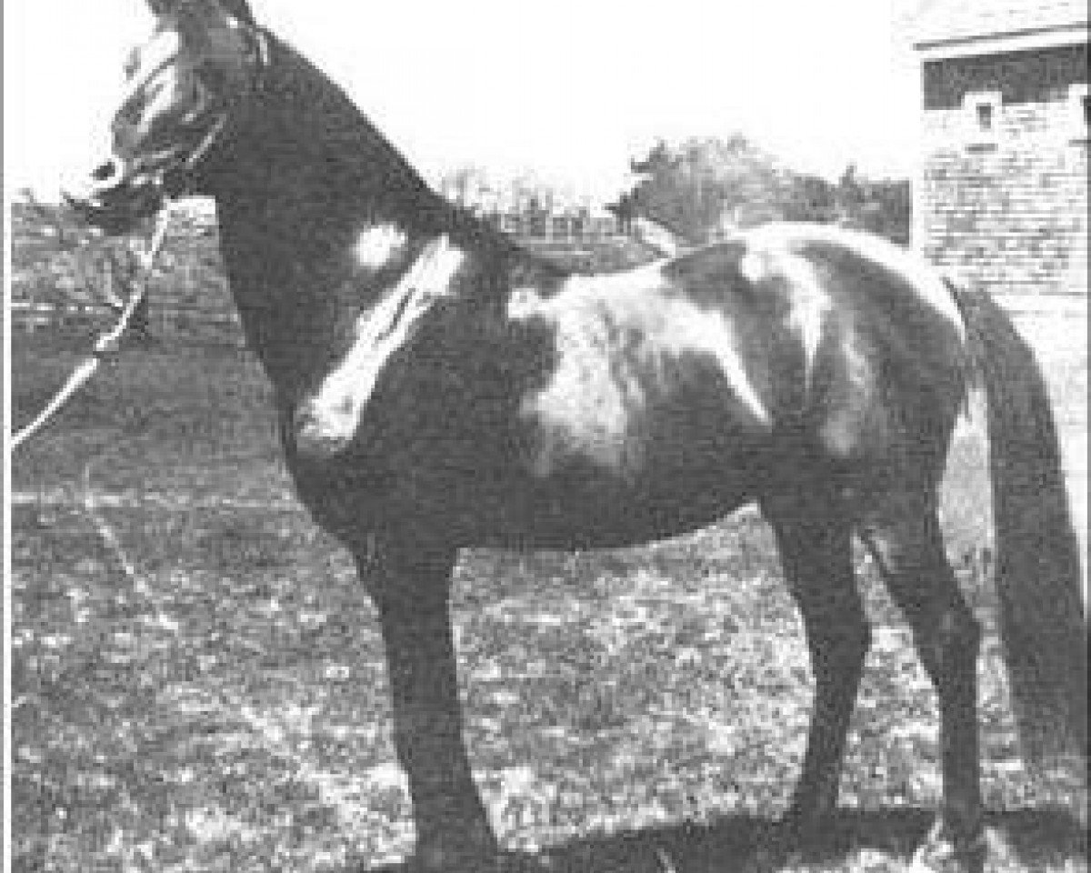 stallion Kusof 1904 ox (Arabian purebred, 1904)