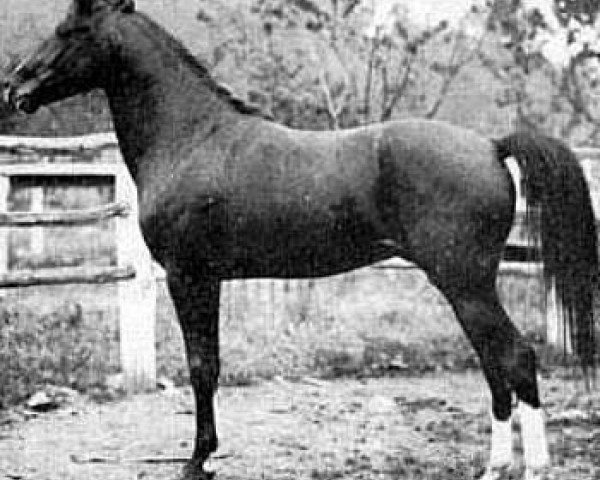 stallion Hamrah 1904 DB (Arabian thoroughbred, 1904)