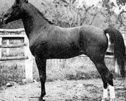 stallion Hamrah 1904 DB (Arabian thoroughbred, 1904)