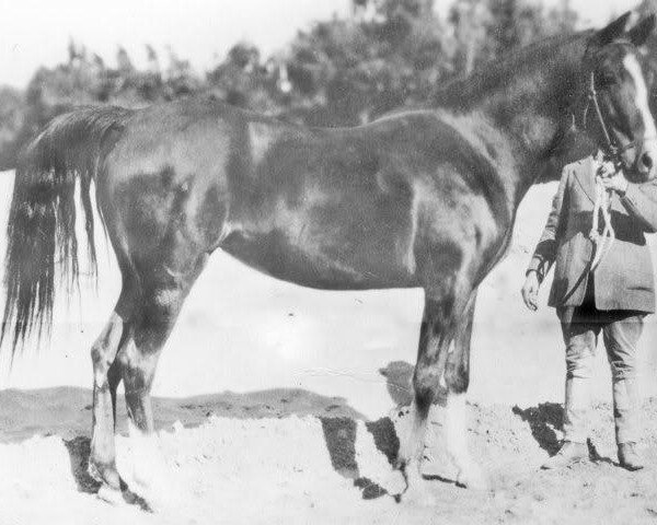 Zuchtstute Fasal 1918 ox (Vollblutaraber, 1918, von Hamrah 1904 DB)