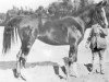 Zuchtstute Fasal 1918 ox (Vollblutaraber, 1918, von Hamrah 1904 DB)