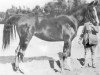 broodmare Fasal 1918 ox (Arabian thoroughbred, 1918, from Hamrah 1904 DB)