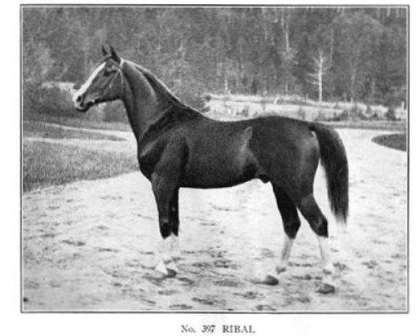 Deckhengst Ribal 1920 ox (Vollblutaraber, 1920, von Berk 1903 ox)