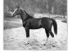 stallion Ribal 1920 ox (Arabian thoroughbred, 1920, from Berk 1903 ox)
