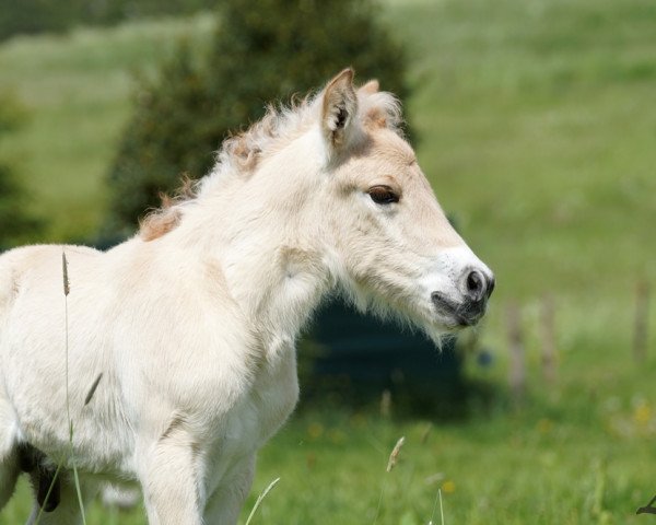 horse Till (Fjord Horse, 2022, from Mr. Tveiten N.2591)