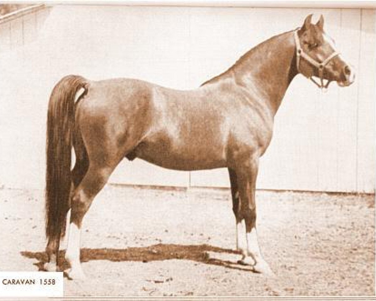 stallion Caravan 1938 ox (Arabian purebred, 1938, from Ribal 1920 ox)