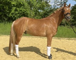 dressage horse Diamond Dagoberth (German Riding Pony, 2017, from Dimension AT NRW)