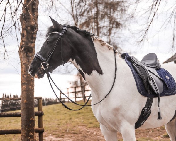 dressage horse Schecki 119 (unknown, 2009)