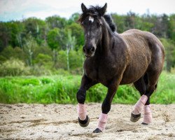 Pferd Lilly Fee Alina von Brück (Rheinisch-Deutsches Kaltblut, 2019, von Albrecht von Brück)